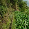 Plants: image 71 Of 208 Thumb